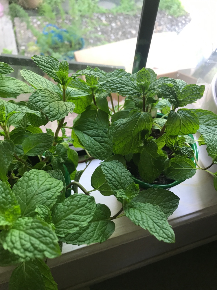 Squared Away Ep. 2: 5.11 Prime Carrier and Growing Mint.